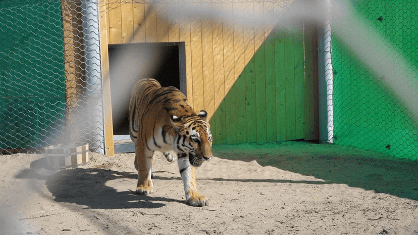 Tiger reintroduction